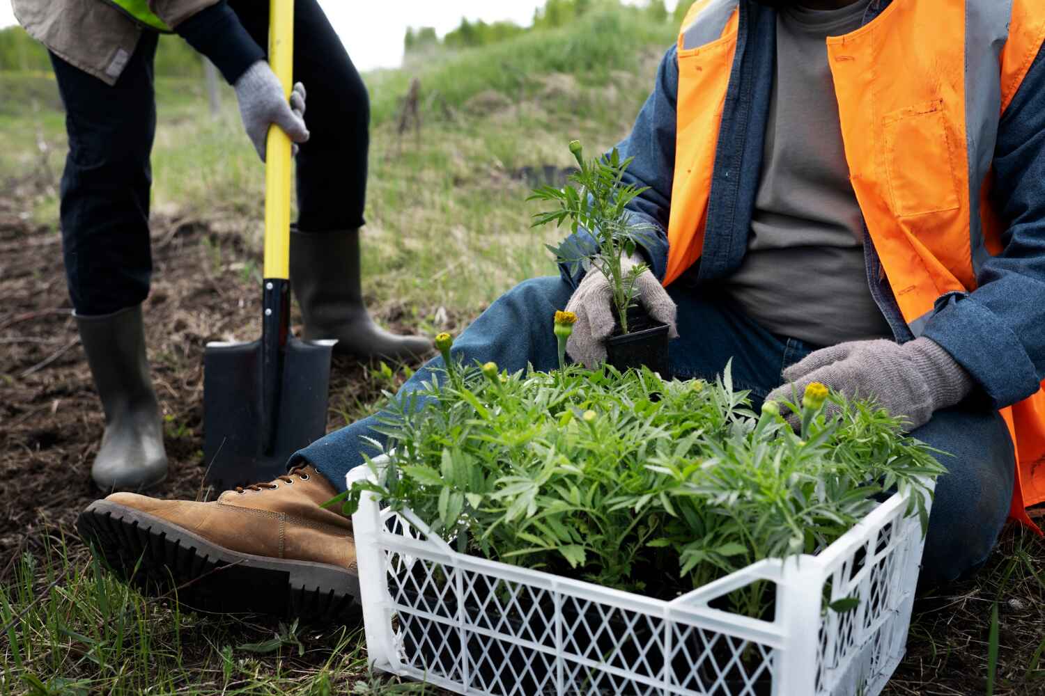 Best Arborist Services Near Me  in New Port Richey East, FL